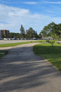 A path winding through some grass with Canada geese on the grass. Because you only need to be a few steps ahead of the people you're trying to help